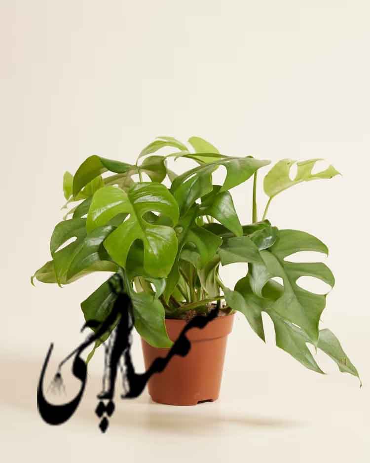 برگ انجیری فر (Philodendron bipinnatifidum)